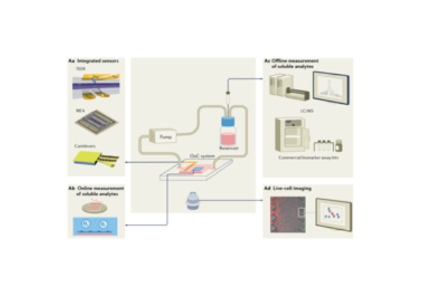 Organ-on-a-Chip