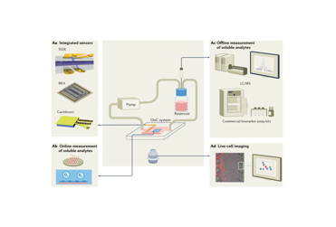 Organ-on-a-Chip